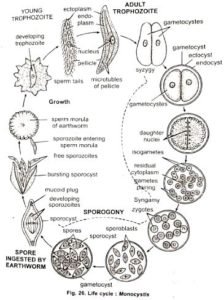 Structure Of Monocystis BSc 1st Year Long Question Answer Notes
