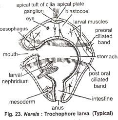Reproductive System Of Nereis