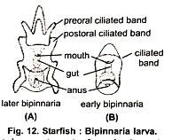 BSc Zoology Echinodermata Notes
