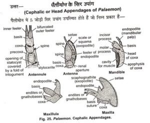 Zoology Cephalic Or Head Appendages Of Palaemon Question Answer