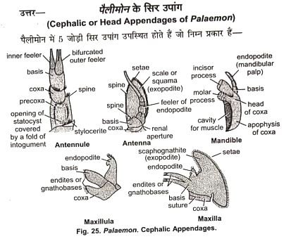 Cephalic Or Head Appendages Of Palaemon
