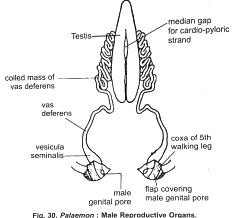 Male Reproductive Organs