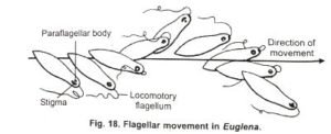 BSc Euglena Viridis Notes