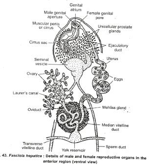 Reproductive Organs Of Fasciola Hepatica