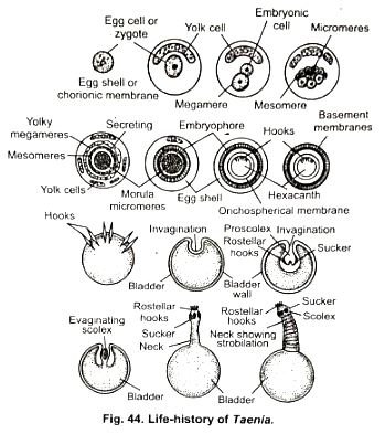 Life Cycle Of Taenia Zoology