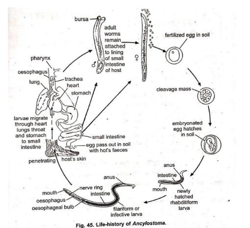 Life Cycle Of Ancylostoma