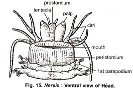 External Features Of Nereis