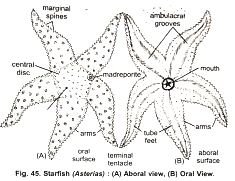 External Features Of Starfish
