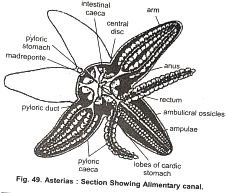 Digestive System Of Starfish