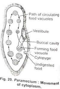 Nutrition In Paramecium BSc Notes