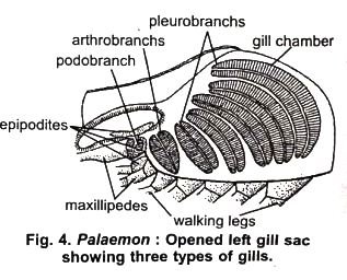 Arthropoda Palaemon Prawn