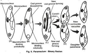 Protozoa Euglena Monocystis And Paramecium Notes