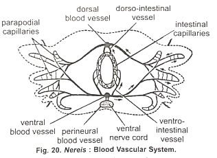 Blood And Blood Vascular System