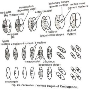 Conjugation In Paramecium BSc 1st Year Long Question Answer Notes