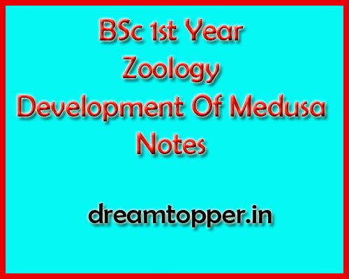 Zoology Development Of Medusa Question Answer