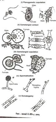 Sexual Reproduction In Fungi