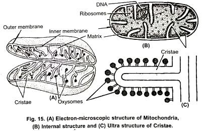 BSc  Structure Of Mitochondria