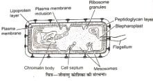 Structure Of Bacterial Cell