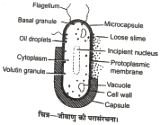 Structure Of Bacterial Cell