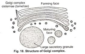 Golgi Body BSc Zoology Question Answer Study Notes