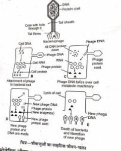 Bacteriophage BSc Notes