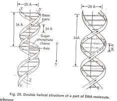 DNA Is Hereditary Material Assortment