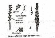 BSc 1st Year Botany Loose Smut Of Wheat Notes