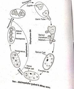 BSc 1st Year Botany Sexual Reproduction In Yeast Notes