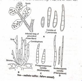 BSc 1st Year Botany Cercospora Question Answer Notes