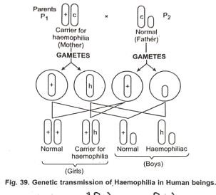 Common Human Hereditary Traits Zoology Question Answer