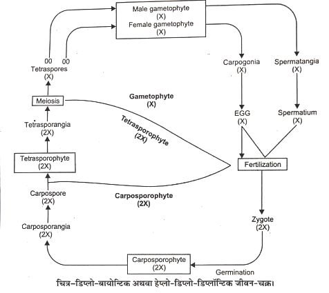 Various Type Of Life Cycles In Algae