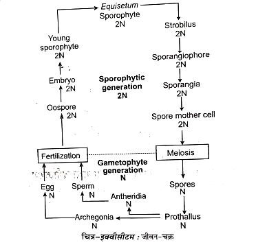 Diversity Of Pteridophytes Gymnosperms & Elementary Palaeobotany