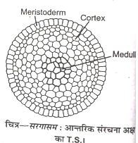 Internal Structure Of Sargassum Thallus