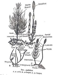 Equisetum BSc Botany Notes