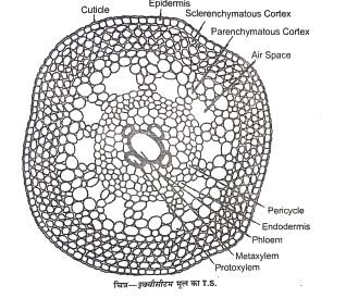 Internal Structure Of Stem Of Equisetum