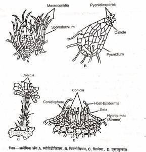 Sub Division Deuteromycotina Notes