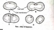 Reproduction In Yeast BSc Notes