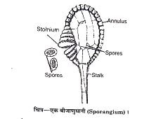 Reproduction In Pteridium