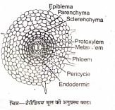 Internal Structure Of Pteridium