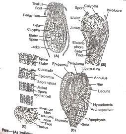 Development Of Sporophyte In Bryophyta