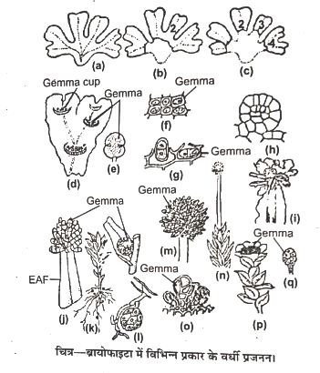 Vegatative Reproduction And Perennation In Bryophytes