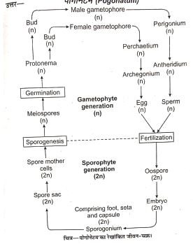 Gametophyte Of Anthoceros