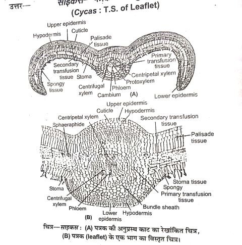 Cycas TS Of Leaflet
