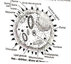 Structure Of Spore Of Pogonatum