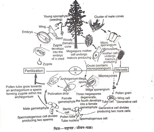 Life Cycle Of Pinus
