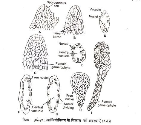 Development Of Female Gametophyte In Ephedra
